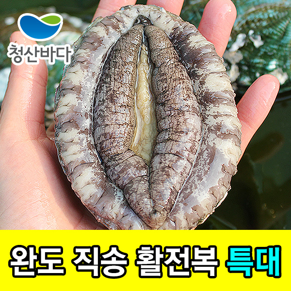 [특가][청산바다] 완도 활전복 특대 7-8미 1kg (손질도구증정)